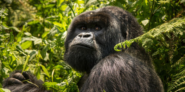 Gorillas & Game Parks Tours and couples holiday experience